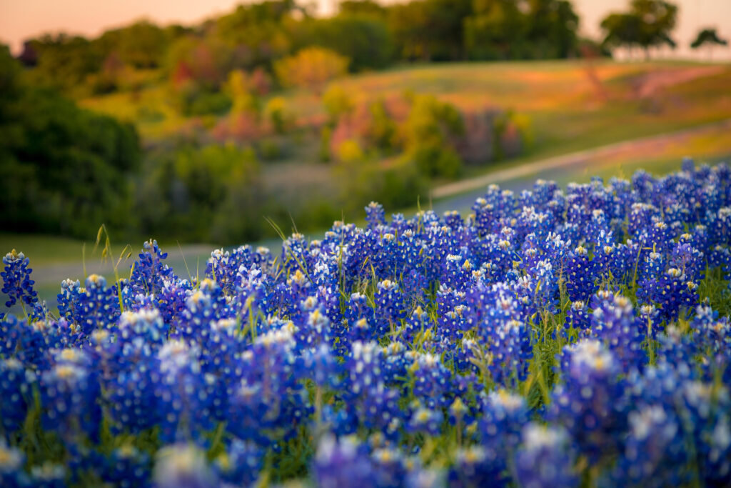 Bluebonnets flowering beside a Texas roadside in golden evening light